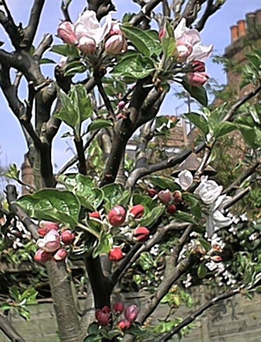 Apple Blossom 1 (23 April)